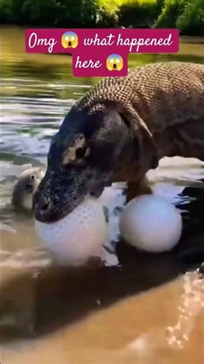 Hungry Monitor Lizard Tries to Eat Deadly Pufferfish | Live Feeding Gone Wrong 😱🐡 #shorts #wildlife