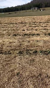 2K views · 78 reactions | Usually we do a throwback Thursday but today’s post is what’s happening on the farm right now courtesy of Farmer Tom ‍ We have been busy taking the straw off the berries the last few days. It has been a family affair just like the old days (so kind of a throwback ). It’s looking like we’ll have a good crop this year. Stay tuned for more updates as the season progresses. www.springridgefarm.com | Springridge Farm | Facebook