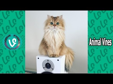 Funniest Animal Vine Compilation Of May 2016