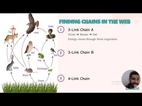 Exploring the Concept of Food Web