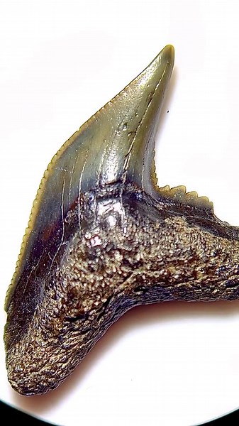 How Shark Teeth Shape Their Diet