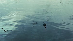 Download Animal Seagulls Birds Flying Shadows on Sea Surface for free