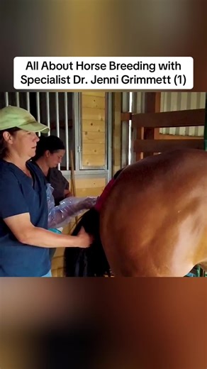 All About Horse Breeding with Specialist Dr. Jenni Grimmett (1)