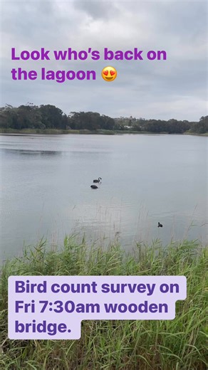 15 reactions | Adult black swan and a juvenile duck diving on the lagoon. Bird count survey is on this Friday 7:30 at the wooden bridge. All welcome! | Curl Curl Lagoon Friends | Facebook