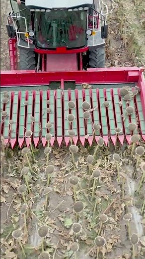 Sunflower Harvesting with a Combine – Threshing Process