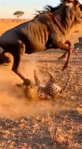 ร้องเลย #animals #สัตว์ #animalworld #เสือดาว #สัตว์ป่า