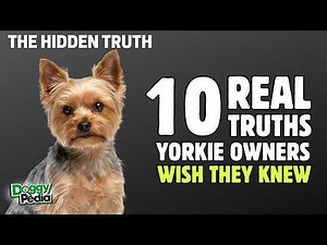 10 Truths Yorkshire Terrier Owners Wish They Knew First
