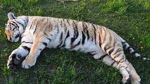 Yes Miss Squeaky who is still very squeaky is changing colors. Her orange fur has turned gold and her black stripes are starting to turn gold as well. Of course she always had to have what her brother had. The golden girl. | Shalom Wildlife Sanctuary