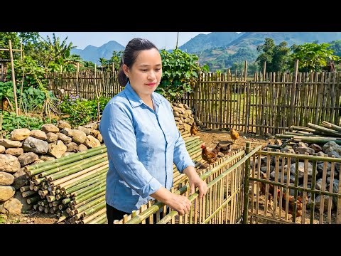 石と竹で作る丈夫なアヒル小屋🦆農場の一日｜Ly Thi Caの日記