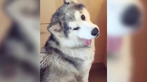 What has this husky all derpy-looking? | Funny Dog Videos