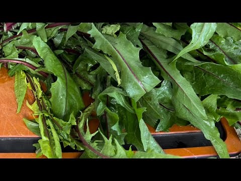 Cooking Dandelion with the secret of getting rid of bitterness