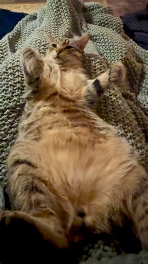 If you have a cat, you can have a fight any time you feel like it. Also when you don’t feel like it. | Aaron LaCombe