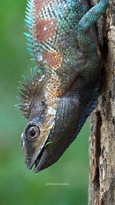 Two Myanma Blue Crested Lizards #nature #wildlife #myanma #lizards #reptile #bluecrested HA01077 | HAWI Studios