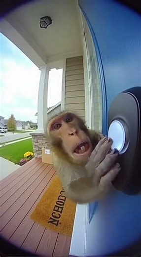 Doorbell Camera Shows Monkey Ringing Bell Repeatedly