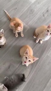 🐱 CHATONS A L'ADOPTION 🐱 😻 Venez découvrir nos chats et chatons à l'adoption tous les après midi du lundi au samedi sans rdv 😻 🥰 Ce sont pleins de chatons qui attendent leur famille pour la vie, ils ont grandi pour la plupart avec leur maman et en famille d'accueil. 🏥 Comme tous les félins du refuge, ils sont identifiés, dépistés (FIV/FeLV) et vaccinés (Typhus, Coryza, Chlamydiose - RCPCh). ✅ Si vous souhaitez adopter, vous pouvez compléter la fiche de renseignements disponible sur not