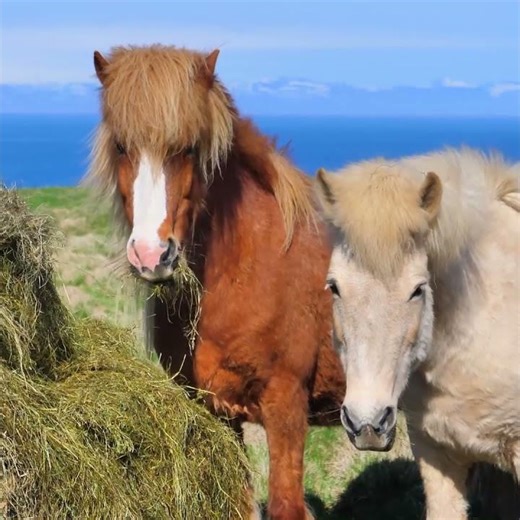 Graceful Icelandic Horses Eating – Nature’s Beauty 🐴💚