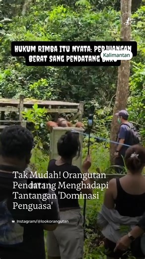 Mongabay Indonesia on Instagram: "Pengamatan langsung terhadap proses adaptasi orangutan hasil rehabilitasi di pedalaman Kalimantan memperlihatkan dinamika interaksi sosial yang kompleks serta persaingan teritorial dengan individu residen yang telah lama menguasai kawasan hutan tersebut. Fase transisi menuju kemandirian satwa sering kali melibatkan kontak fisik serta perlawanan demi mempertahankan posisi dalam hierarki alam, namun fenomena kekerasan antarindividu merupakan aspek fundamental bagi