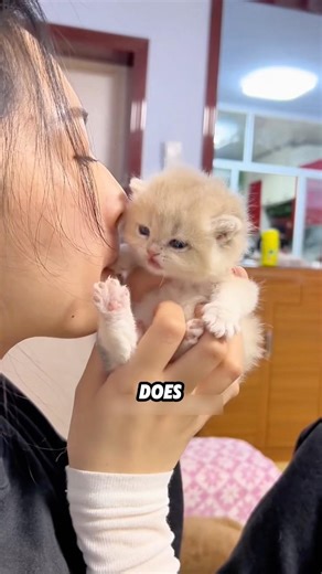 XL 5 Wild Facts About Cat Paws You Never Knew! 🐾🍿#animals #funny #science #shortfeed #kitty