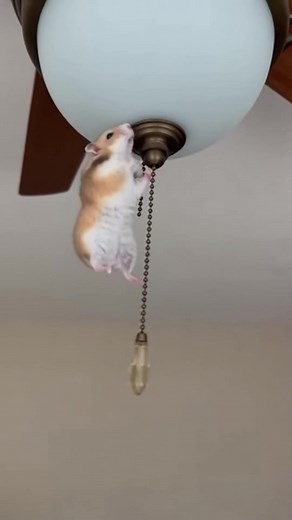 "King of the Ceiling Fan!" - Hamster's EPIC Climb Goes Viral! | Stories Unbelievable