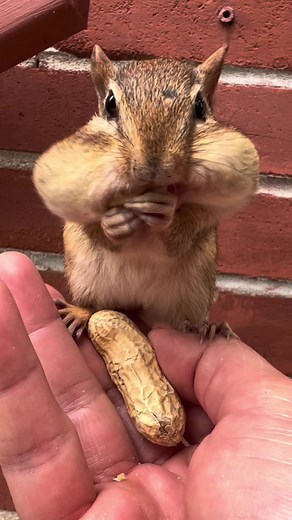 Funny Chipmunk Microwave Challenge with Chipmunks and Friends