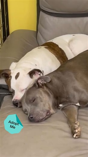 PLEASE SHARE! This sister duo’s story will melt your heart. 🥹 Meet Erica & Diamond, two Pit Bull Terriers with an unbreakable bond. Late last year, a very pregnant Erica was surrendered to an NYC shelter after her previous owner could no longer care for her. Despite @twentypawsrescue stepping in to find her a foster, Erics was extremely stressed in her new home. They quickly discovered it was because Erica missed her sister Diamond, who was simultaneously struggling without her back at the shel
