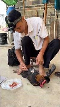 Creating a Capon: The Ancient Practice of Castrating Roosters for Meat 👀