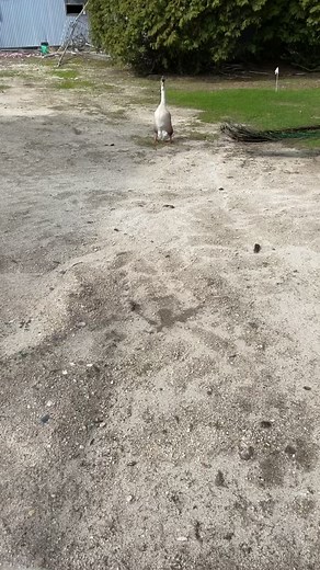 7.6K views · 155 reactions | #goose | All Memes Have Dreams | Facebook