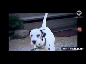 baby first safari scrapbook dog 🐕