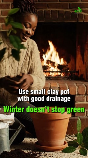 Winter Gardening How to Grow Mint Indoors 🌿