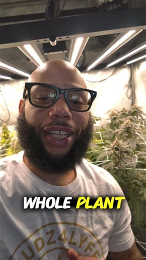 FROST MONSTER! ❄️ Blood Moon Gelato Week 7 Flower – INSANE Trichome Coverage #seedsman