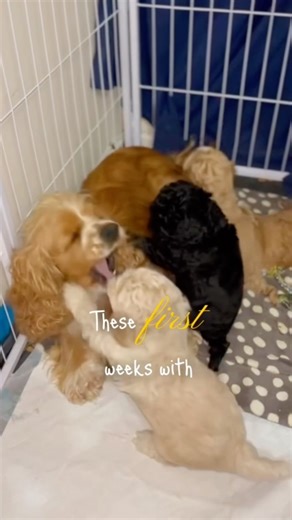 Cockerpoo F1 Puppies with Mom 5 weeks old🐾 💛Our sweet Cocker Spaniel mom is enjoying playtime