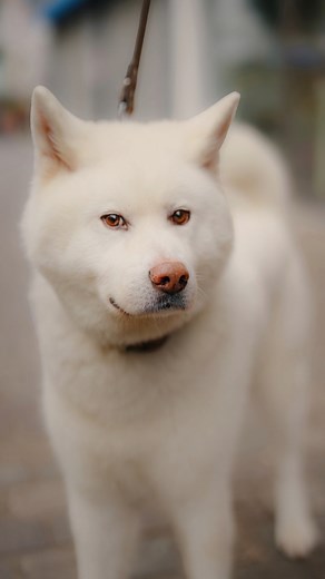 J’ai été chercher de bons miam-miam pour les deux derniers. Tous les chiens n’ont pas la même chance, mais ils méritent tous d’être vus et aimés 🐾 | David Olkarny photography