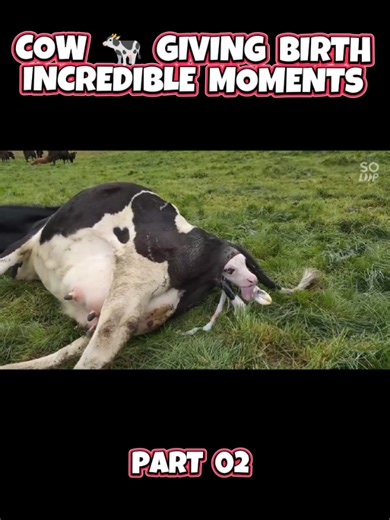 Cow 🐄 giving birth Calving cow Foaling journey part 2 #cow #cowmilk #calvingseason #breeding #foalingseason