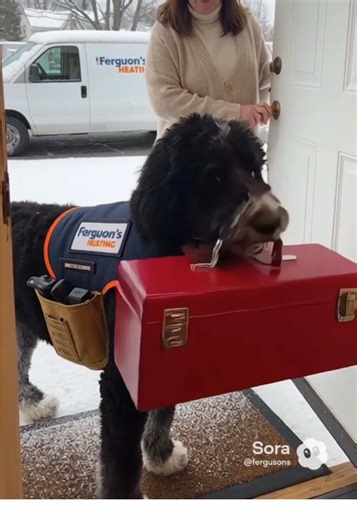 When the heat comes back on and you realize Ferguson's just saved your tail 🐾 🔥 for 5 🌟 service that you can trust call us! 720-737-6311 #localbusiness #familyowned #heatingandcooling #noheat