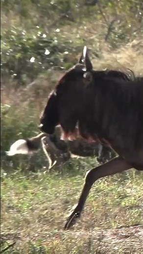 Wild Dogs Chase a Wildebeest!