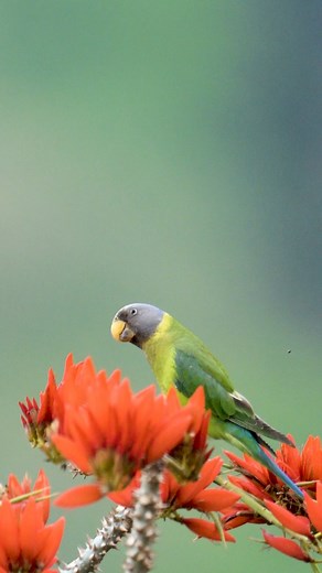 18K views · 458 reactions | Plum headed parakeet #parakeet #natgeowild Nat Geo Wild | Faisal Magnet | Facebook