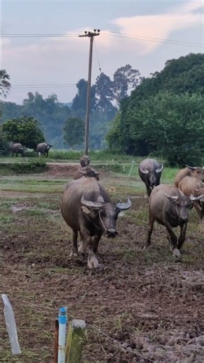 หน่วย 4x100 มาแล้ว! ฝูงควายยามเช้าวิ่งมารับแม่ 🐃💨 #Shorts #กรุณาฟาร์ม