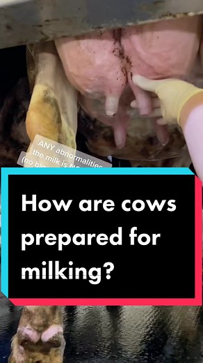 Proper Cow Milking Process for High-Quality Milk
