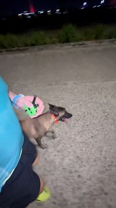 13K views · 177 reactions | Running with your dog isn’t just...