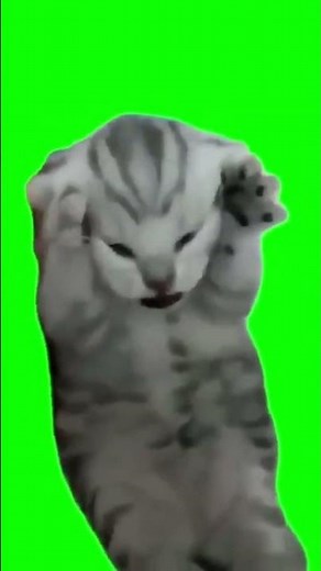 猫ミーム素材 可愛らしく泣く子猫