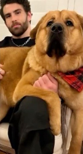 Hasan Piker Dog Collar Shocker Has The Internet Furious