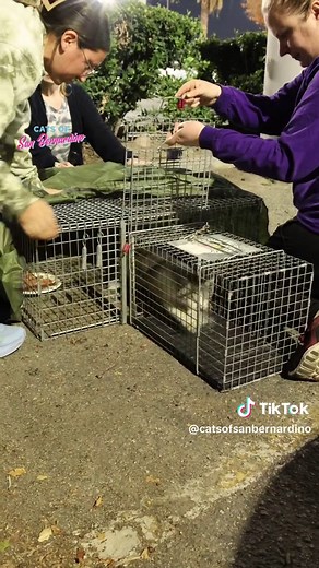 Caring for Feral Cats: TNR and Kitten Rescue
