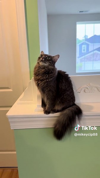 Moonpie is such a pretty little girl #cat #rescue #kitten #fyp #pet | kittens