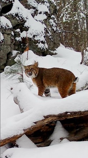 Bobcat MEOW! #shorts #wildlife #nature