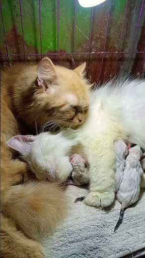 funny cats #307 #cats #cute #pets #meow #instacat #catlover #kittensofinstagram #animaloveras