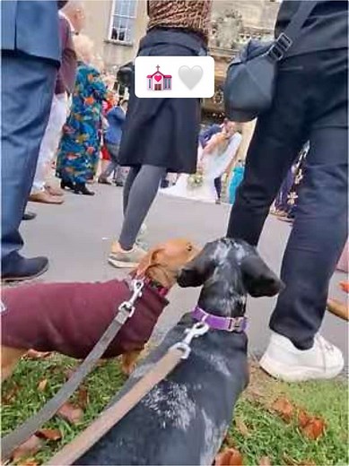 Heartwarming Moments of Dogs at Weddings