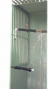 33 reactions · 3 comments | A juvenile Sharp-shinned Hawk doing well...