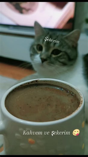 Ebru Palalı on Instagram: "Ben işteyim ama kedi+kahve enerjim burda 😻☕ Pozitif başlayalım gün güzelleşsin 💫 Mutlu haftalar 🦋 . . . . . . . . . . . . . . . . . . . . . . . . . . . . . . . . #keşfet #keşfetteyiz #reels #reelsinstagram😍 #fyp #mizah #mondaymood #kedim #patilihayatlar #cat #catlover #catofinstegram #fyp"