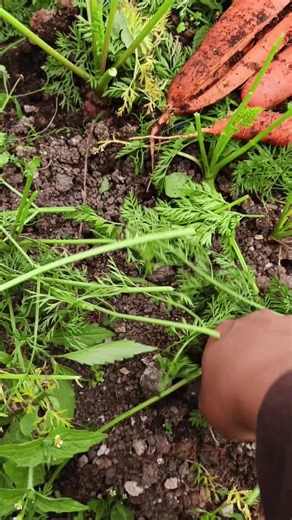 Exploring Farming in Japan: A Cultural Journey