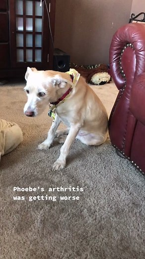Phoebe's Arthritis Recovery: The Power of Collagen for Dogs